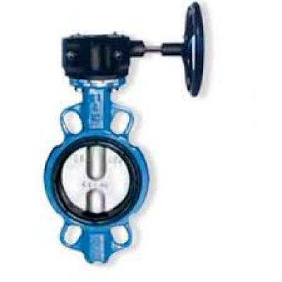 Mariposa Concentrica